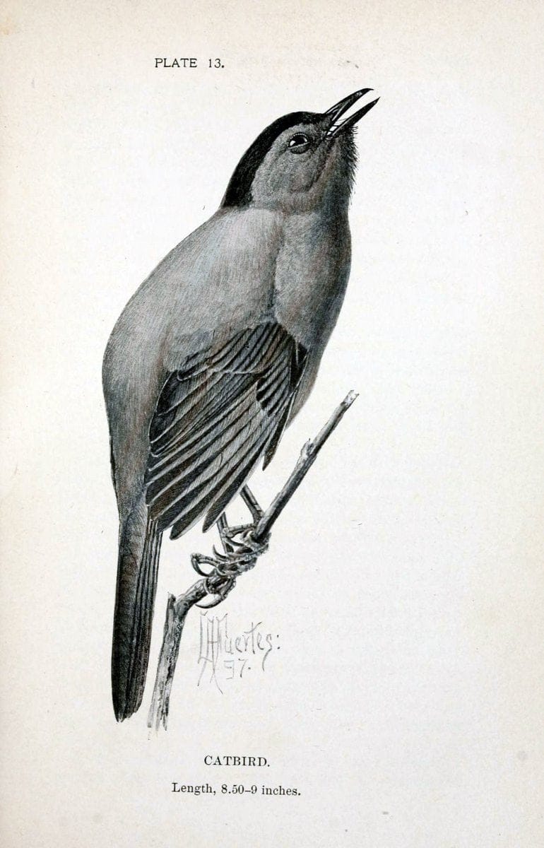 Birdcraft :.New York :Macmillan Co.,c1897.  | 59.82.08 Birds "United States"  | Vintage Print Reproduction 462183