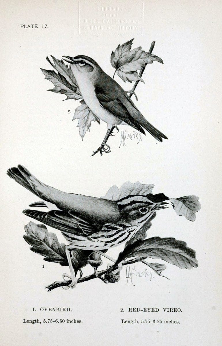Birdcraft :.New York :Macmillan Co.,c1897.  | 59.82.08 Birds "United States"  | Vintage Print Reproduction 462184