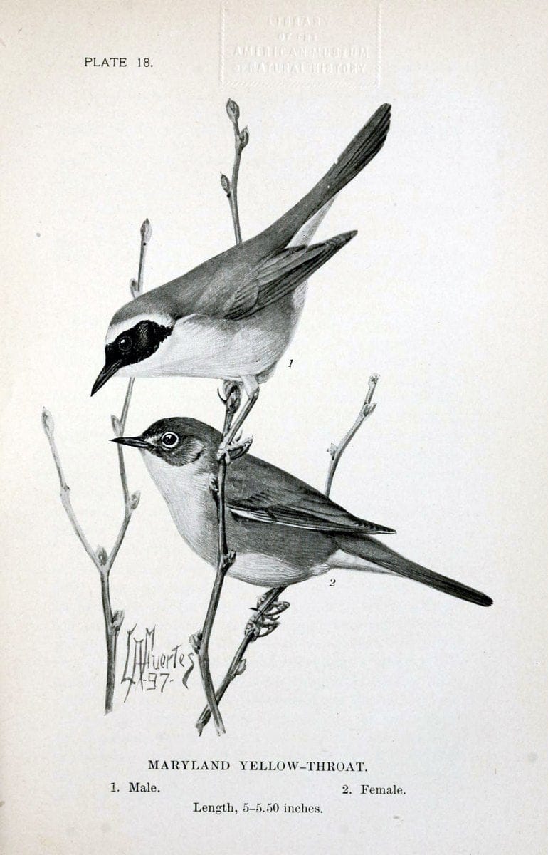Birdcraft :.New York :Macmillan Co.,c1897.  | 59.82.08 Birds "United States"  | Vintage Print Reproduction 462185