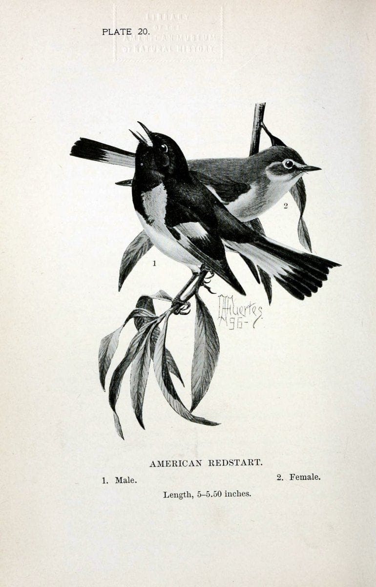 Birdcraft :.New York :Macmillan Co.,c1897.  | 59.82.08 Birds "United States"  | Vintage Print Reproduction 462186