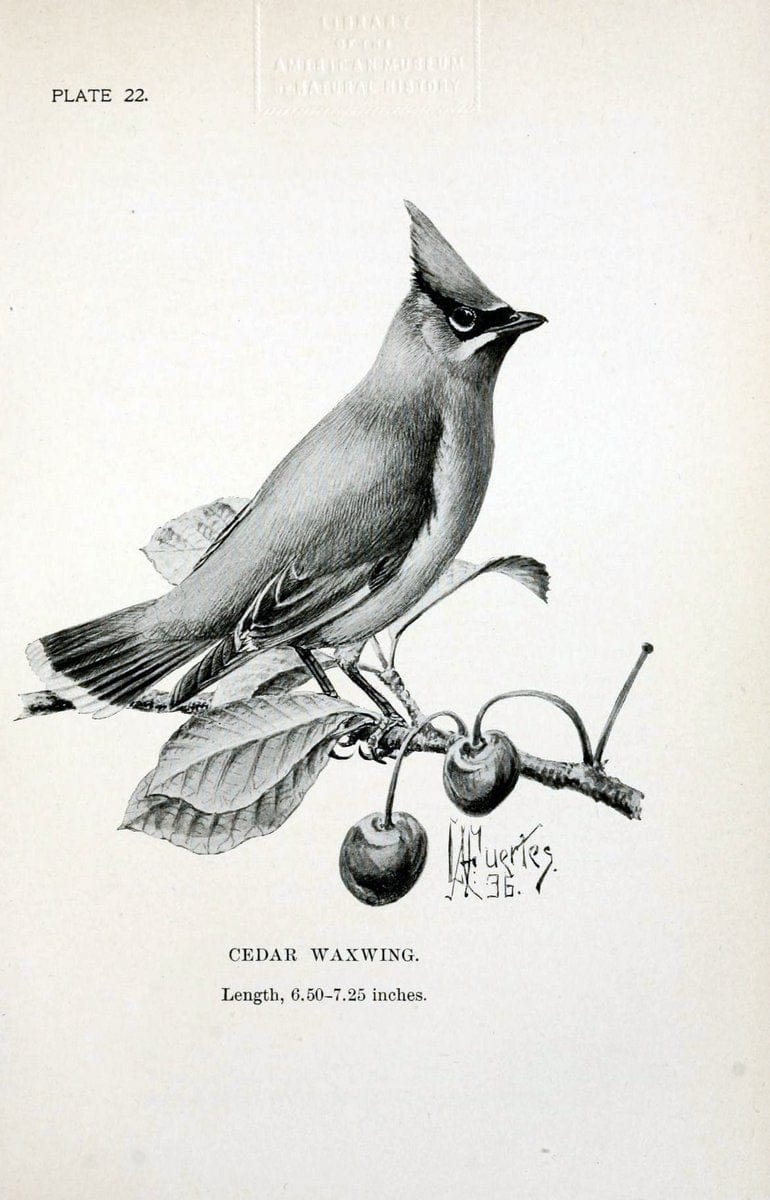 Birdcraft :.New York :Macmillan Co.,c1897.  | 59.82.08 Birds "United States"  | Vintage Print Reproduction 462187