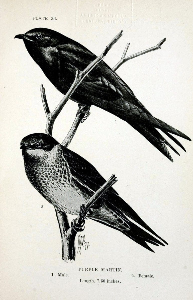 Birdcraft :.New York :Macmillan Co.,c1897.  | 59.82.08 Birds "United States"  | Vintage Print Reproduction 462188