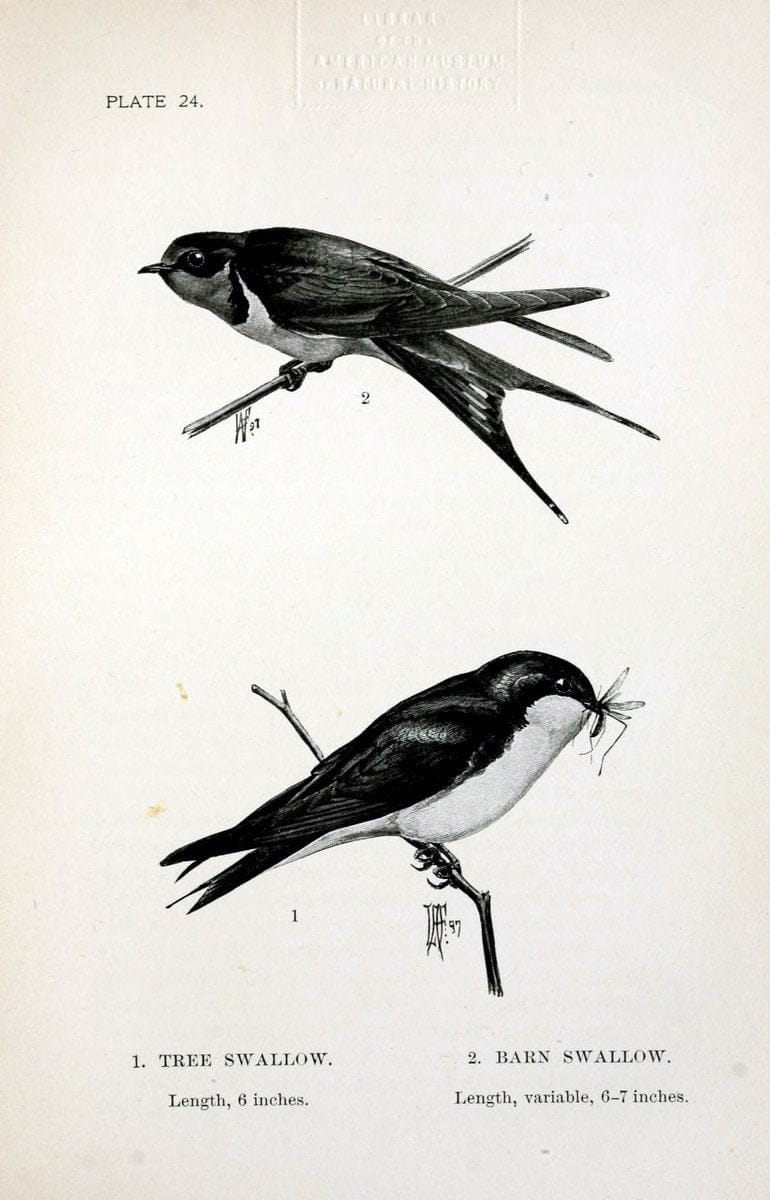 Birdcraft :.New York :Macmillan Co.,c1897.  | 59.82.08 Birds "United States"  | Vintage Print Reproduction 462189
