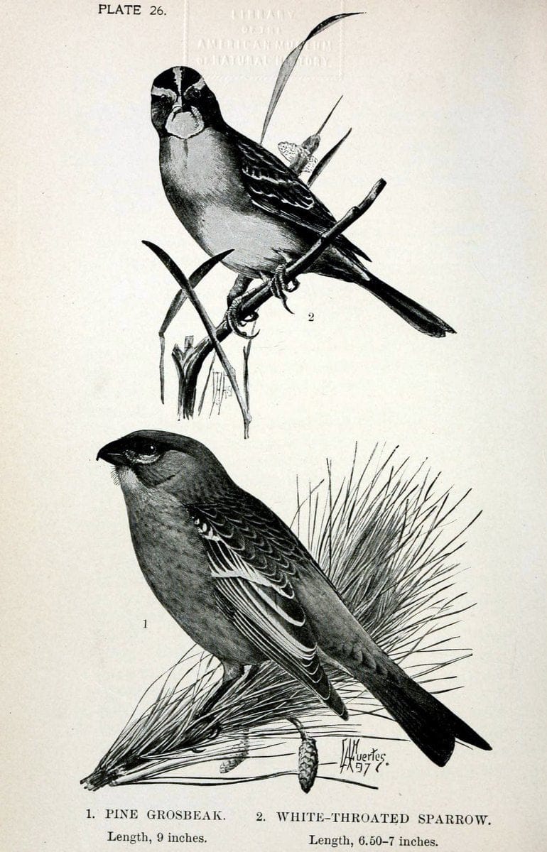 Birdcraft :.New York :Macmillan Co.,c1897.  | 59.82.08 Birds "United States"  | Vintage Print Reproduction 462190