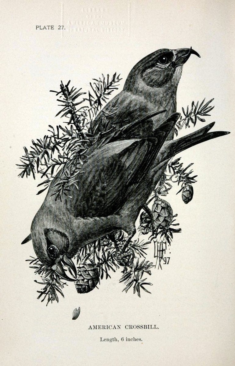 Birdcraft :.New York :Macmillan Co.,c1897.  | 59.82.08 Birds "United States"  | Vintage Print Reproduction 462191