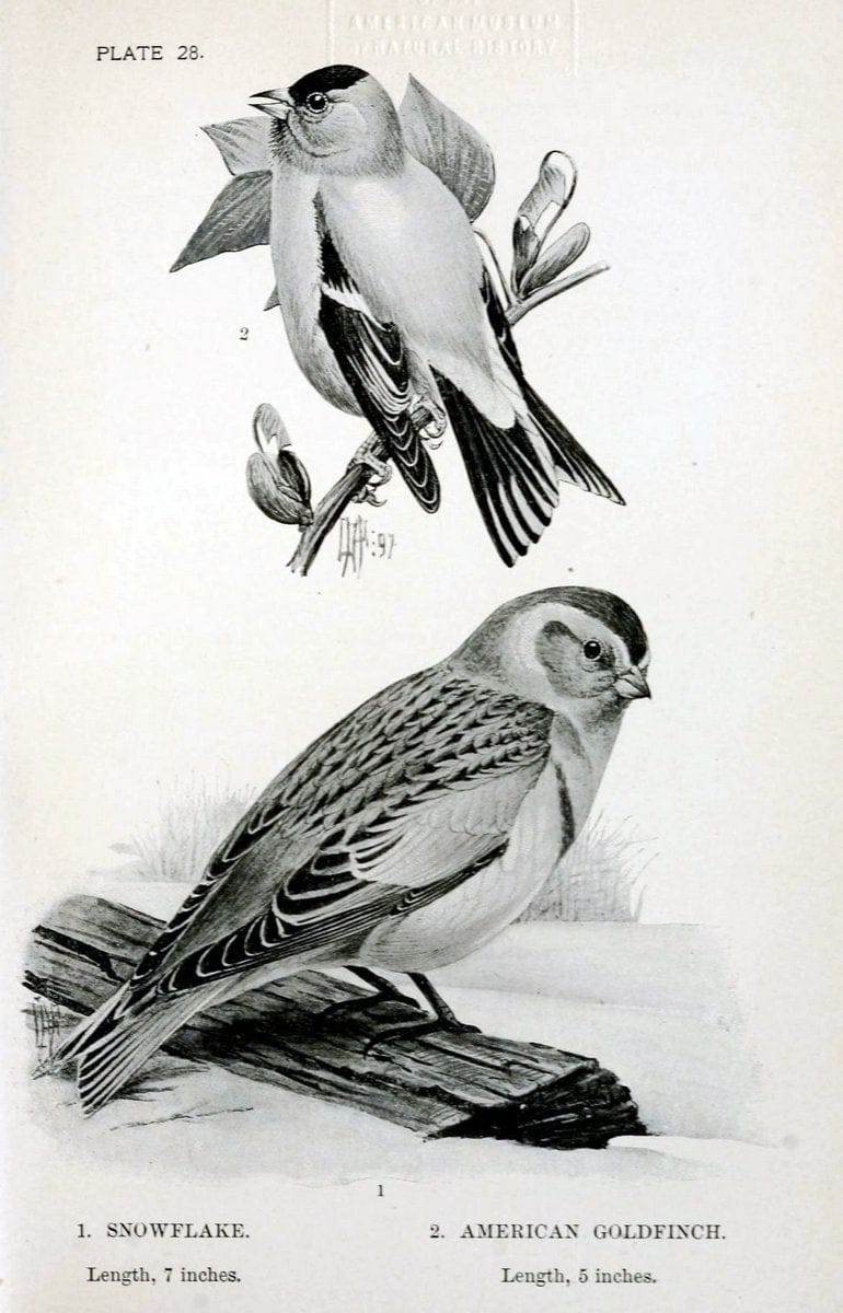 Birdcraft :.New York :Macmillan Co.,c1897.  | 59.82.08 Birds "United States"  | Vintage Print Reproduction 462192