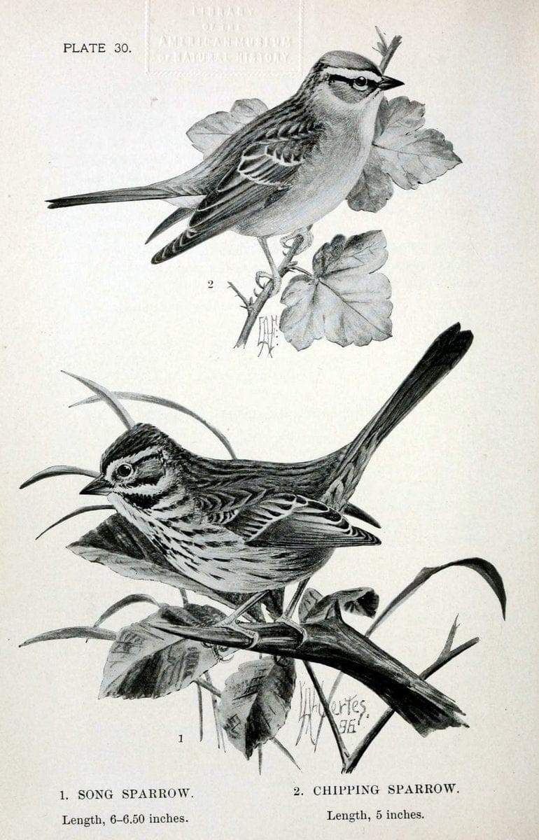 Birdcraft :.New York :Macmillan Co.,c1897.  | 59.82.08 Birds "United States"  | Vintage Print Reproduction 462193