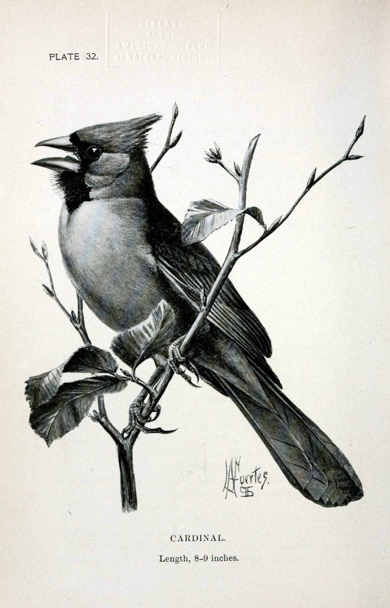 Birdcraft :.New York :Macmillan Co.,c1897.  | 59.82.08 Birds "United States"  | Vintage Print Reproduction 462194