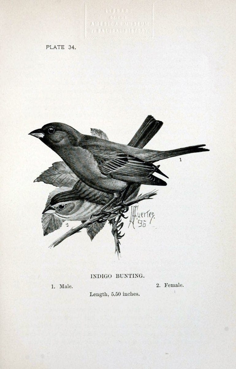 Birdcraft :.New York :Macmillan Co.,c1897.  | 59.82.08 Birds "United States"  | Vintage Print Reproduction 462195