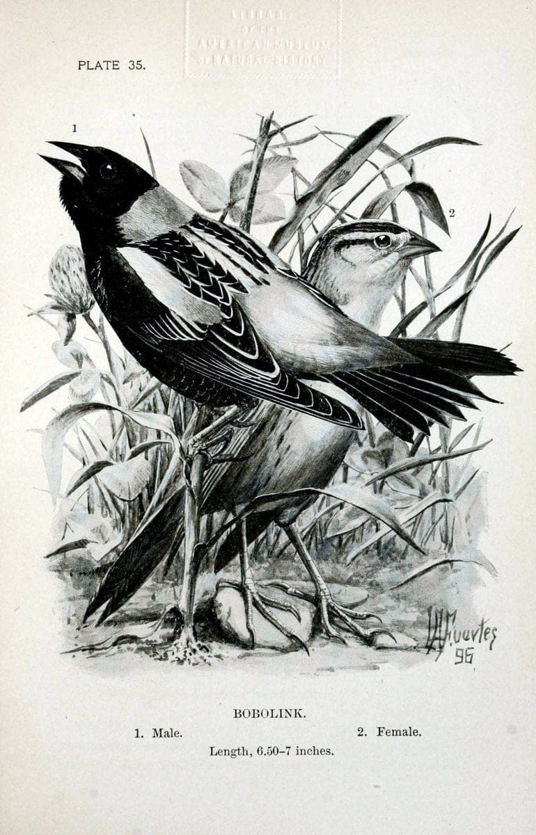 Birdcraft :.New York :Macmillan Co.,c1897.  | 59.82.08 Birds "United States"  | Vintage Print Reproduction 462196