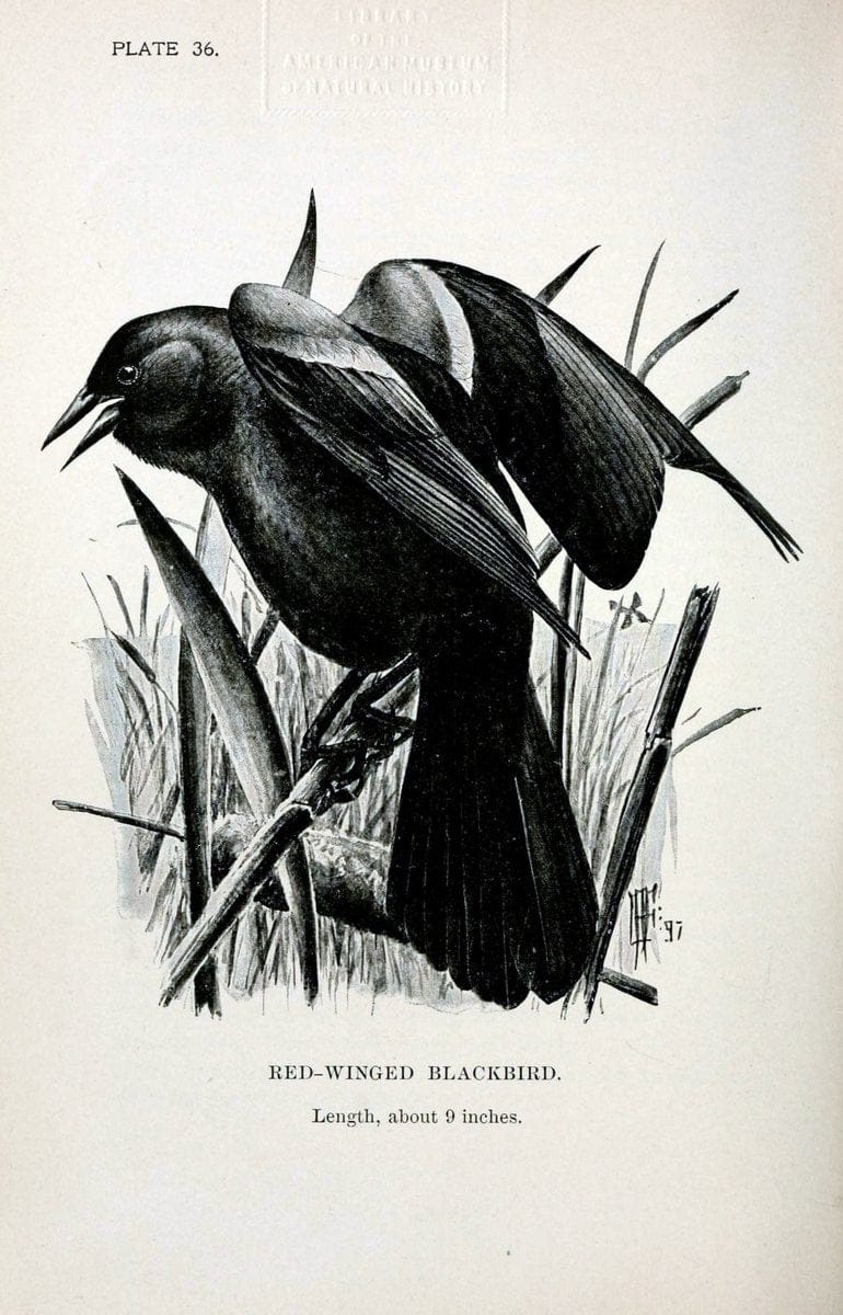 Birdcraft :.New York :Macmillan Co.,c1897.  | 59.82.08 Birds "United States"  | Vintage Print Reproduction 462197