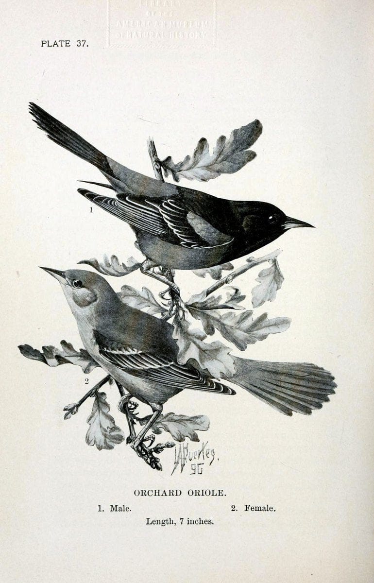 Birdcraft :.New York :Macmillan Co.,c1897.  | 59.82.08 Birds "United States"  | Vintage Print Reproduction 462198