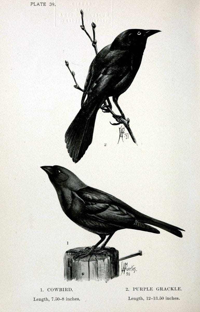 Birdcraft :.New York :Macmillan Co.,c1897.  | 59.82.08 Birds "United States"  | Vintage Print Reproduction 462199