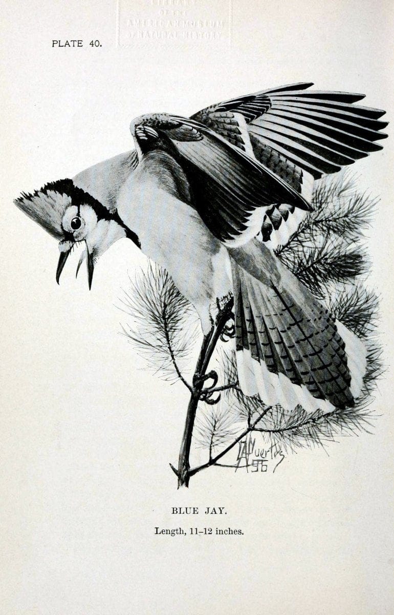 Birdcraft :.New York :Macmillan Co.,c1897.  | 59.82.08 Birds "United States"  | Vintage Print Reproduction 462200