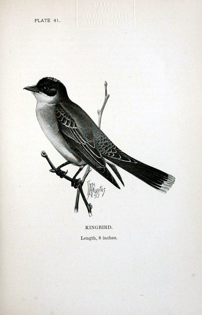 Birdcraft :.New York :Macmillan Co.,c1897.  | 59.82.08 Birds "United States"  | Vintage Print Reproduction 462201