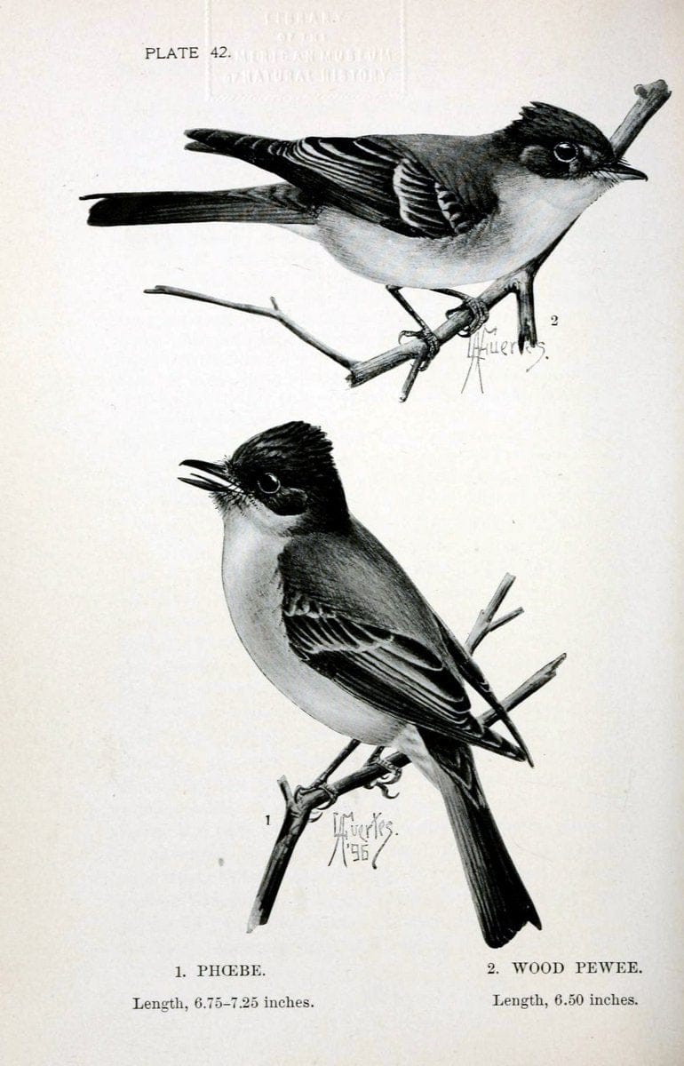 Birdcraft :.New York :Macmillan Co.,c1897.  | 59.82.08 Birds "United States"  | Vintage Print Reproduction 462202