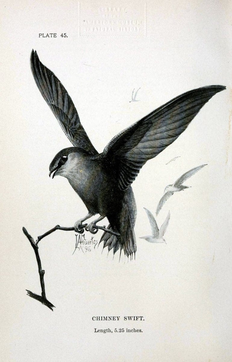 Birdcraft :.New York :Macmillan Co.,c1897.  | 59.82.08 Birds "United States"  | Vintage Print Reproduction 462203