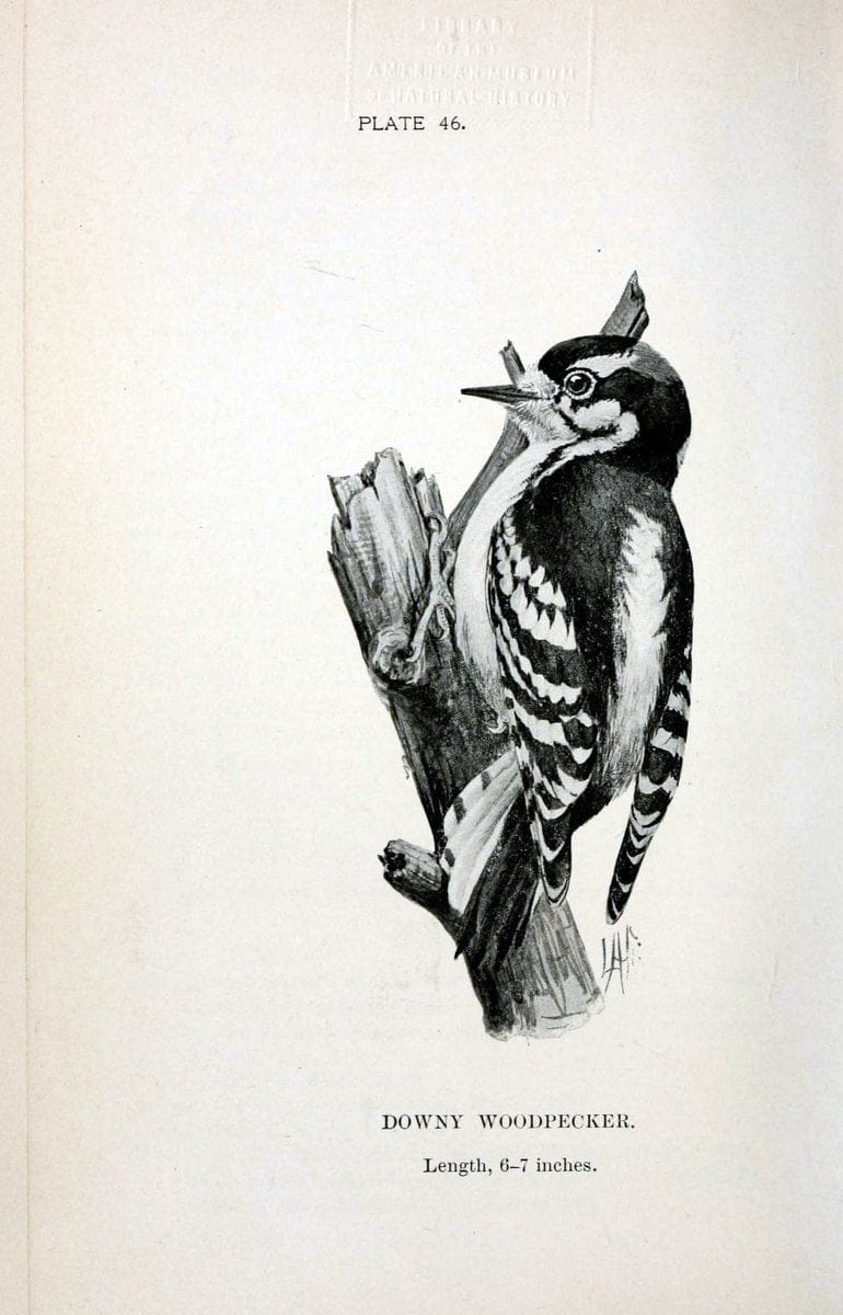 Birdcraft :.New York :Macmillan Co.,c1897.  | 59.82.08 Birds "United States"  | Vintage Print Reproduction 462204