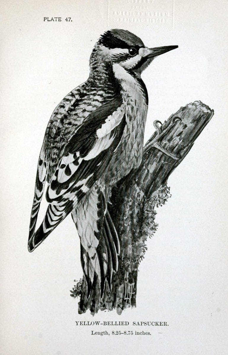 Birdcraft :.New York :Macmillan Co.,c1897.  | 59.82.08 Birds "United States"  | Vintage Print Reproduction 462205