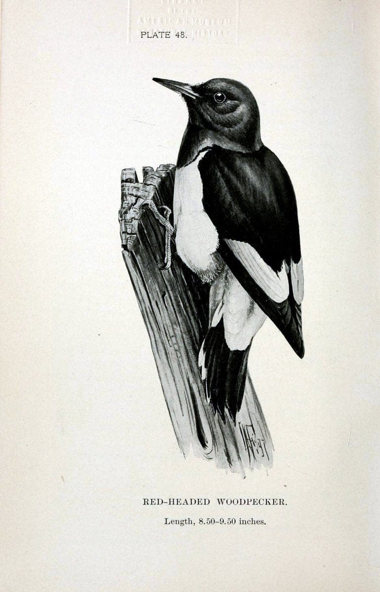 Birdcraft :.New York :Macmillan Co.,c1897.  | 59.82.08 Birds "United States"  | Vintage Print Reproduction 462206
