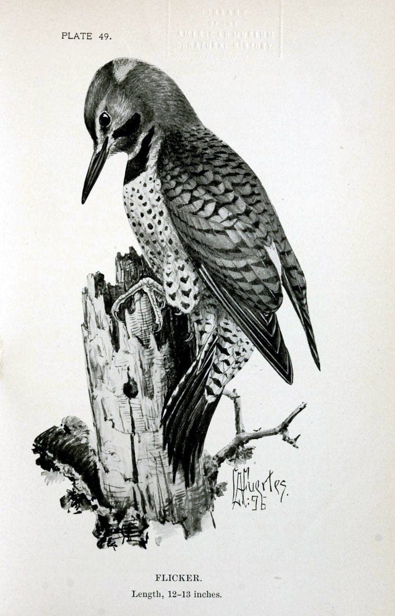 Birdcraft :.New York :Macmillan Co.,c1897.  | 59.82.08 Birds "United States"  | Vintage Print Reproduction 462207