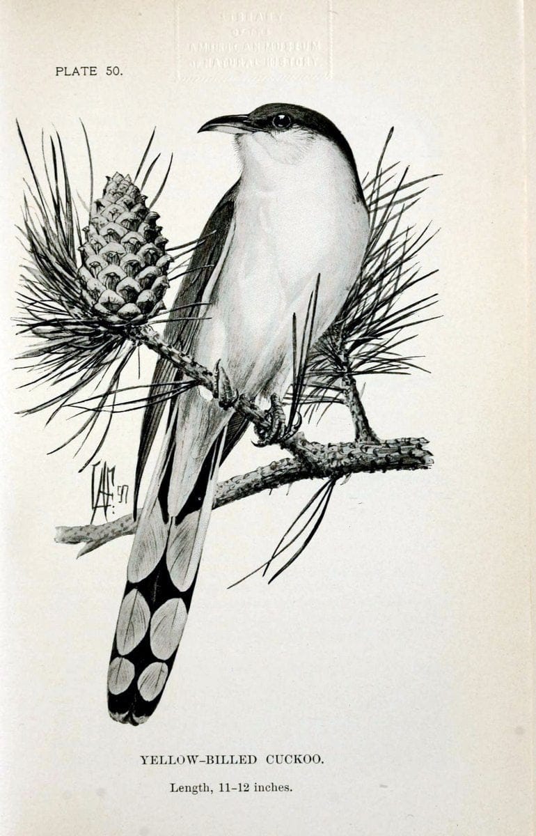 Birdcraft :.New York :Macmillan Co.,c1897.  | 59.82.08 Birds "United States"  | Vintage Print Reproduction 462208