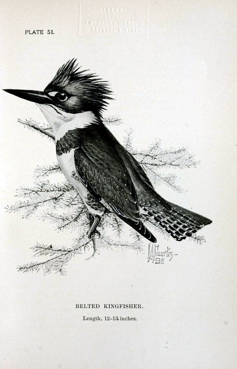 Birdcraft :.New York :Macmillan Co.,c1897.  | 59.82.08 Birds "United States"  | Vintage Print Reproduction 462209