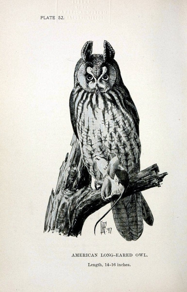 Birdcraft :.New York :Macmillan Co.,c1897.  | 59.82.08 Birds "United States"  | Vintage Print Reproduction 462210