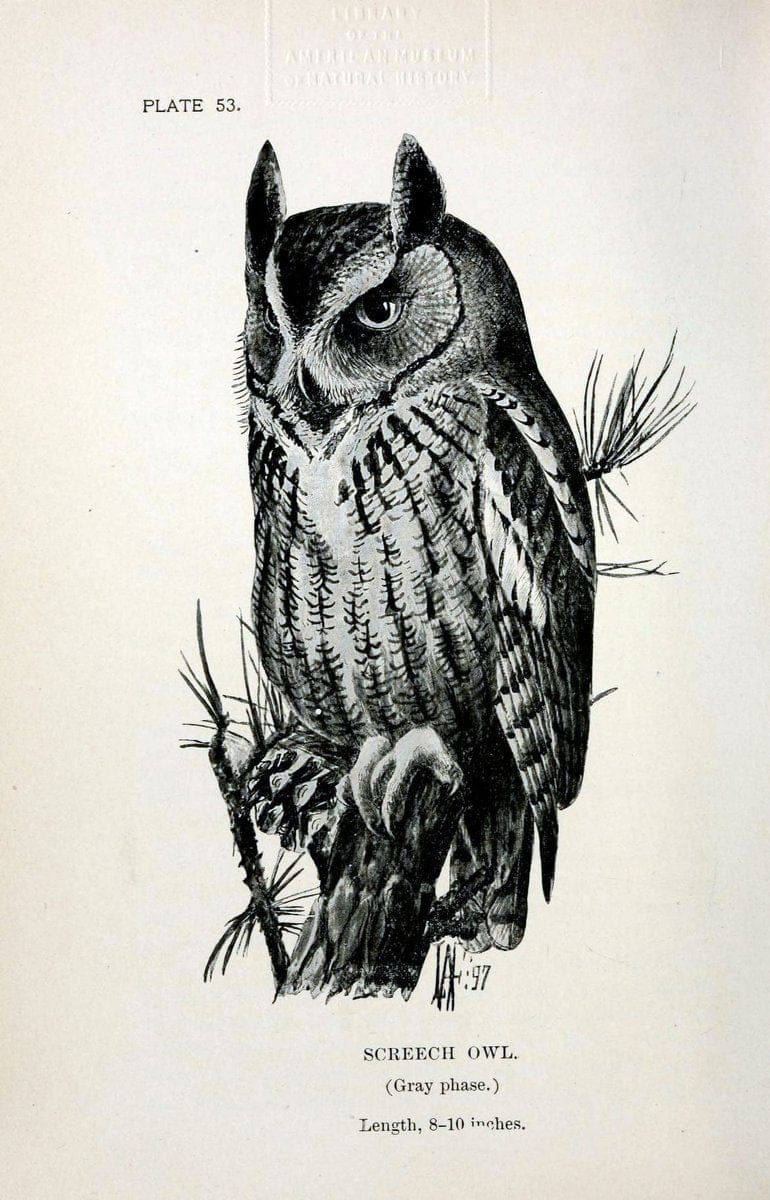 Birdcraft :.New York :Macmillan Co.,c1897.  | 59.82.08 Birds "United States"  | Vintage Print Reproduction 462211