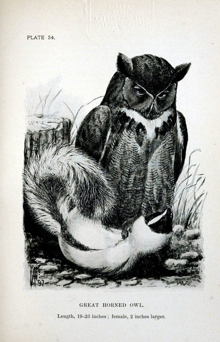 Birdcraft :.New York :Macmillan Co.,c1897.  | 59.82.08 Birds "United States"  | Vintage Print Reproduction 462212
