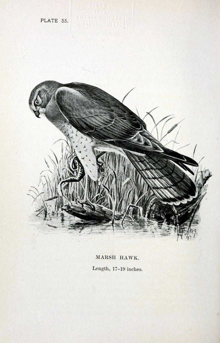 Birdcraft :.New York :Macmillan Co.,c1897.  | 59.82.08 Birds "United States"  | Vintage Print Reproduction 462213