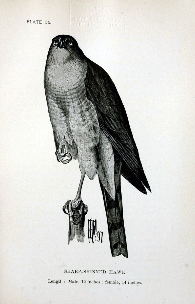 Birdcraft :.New York :Macmillan Co.,c1897.  | 59.82.08 Birds "United States"  | Vintage Print Reproduction 462214