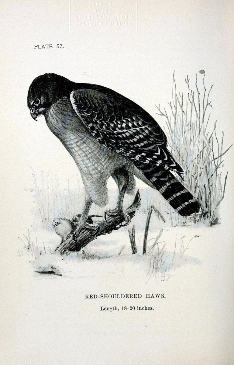 Birdcraft :.New York :Macmillan Co.,c1897.  | 59.82.08 Birds "United States"  | Vintage Print Reproduction 462215