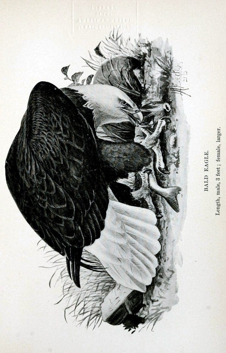 Birdcraft :.New York :Macmillan Co.,c1897.  | 59.82.08 Birds "United States"  | Vintage Print Reproduction 462216