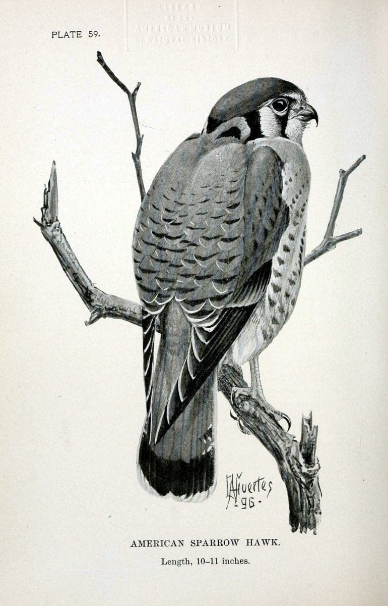Birdcraft :.New York :Macmillan Co.,c1897.  | 59.82.08 Birds "United States"  | Vintage Print Reproduction 462217