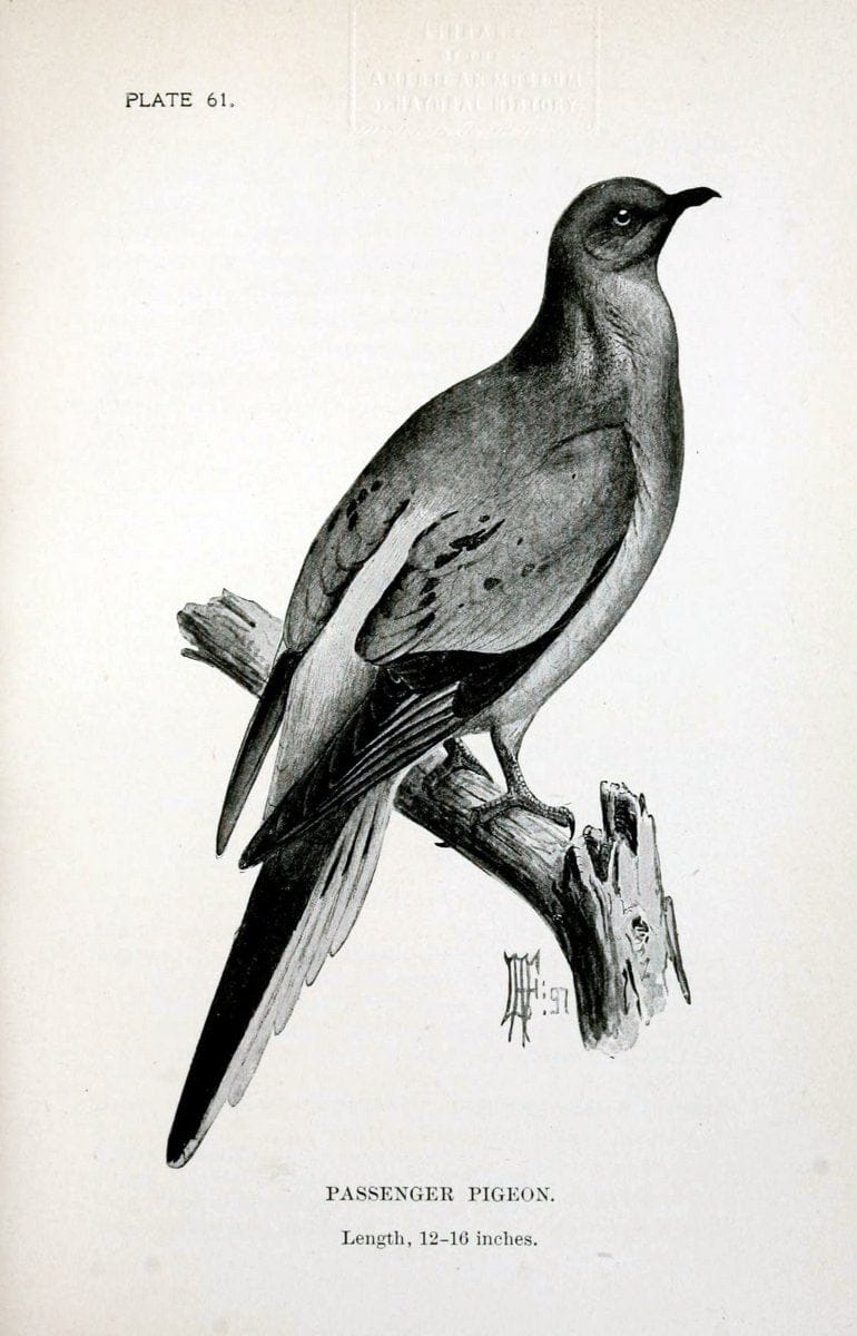 Birdcraft :.New York :Macmillan Co.,c1897.  | 59.82.08 Birds "United States"  | Vintage Print Reproduction 462218