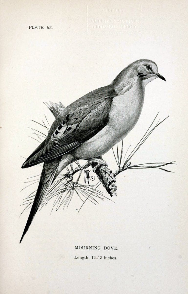 Birdcraft :.New York :Macmillan Co.,c1897.  | 59.82.08 Birds "United States"  | Vintage Print Reproduction 462219