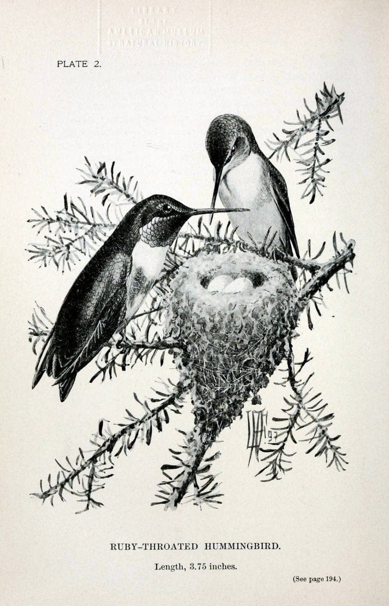 Birdcraft :.New York :Macmillan Co.,c1897.  | 59.82.08 Birds "United States"  | Vintage Print Reproduction 462220