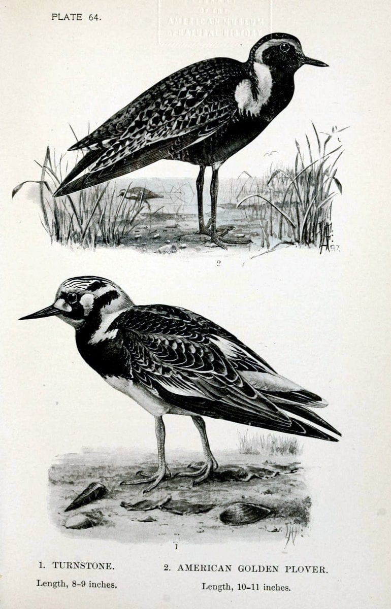 Birdcraft :.New York :Macmillan Co.,c1897.  | 59.82.08 Birds "United States"  | Vintage Print Reproduction 462221