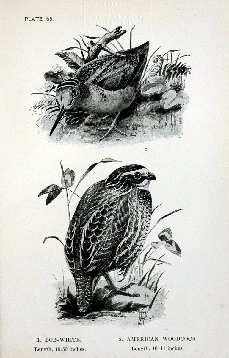 Birdcraft :.New York :Macmillan Co.,c1897.  | 59.82.08 Birds "United States"  | Vintage Print Reproduction 462222