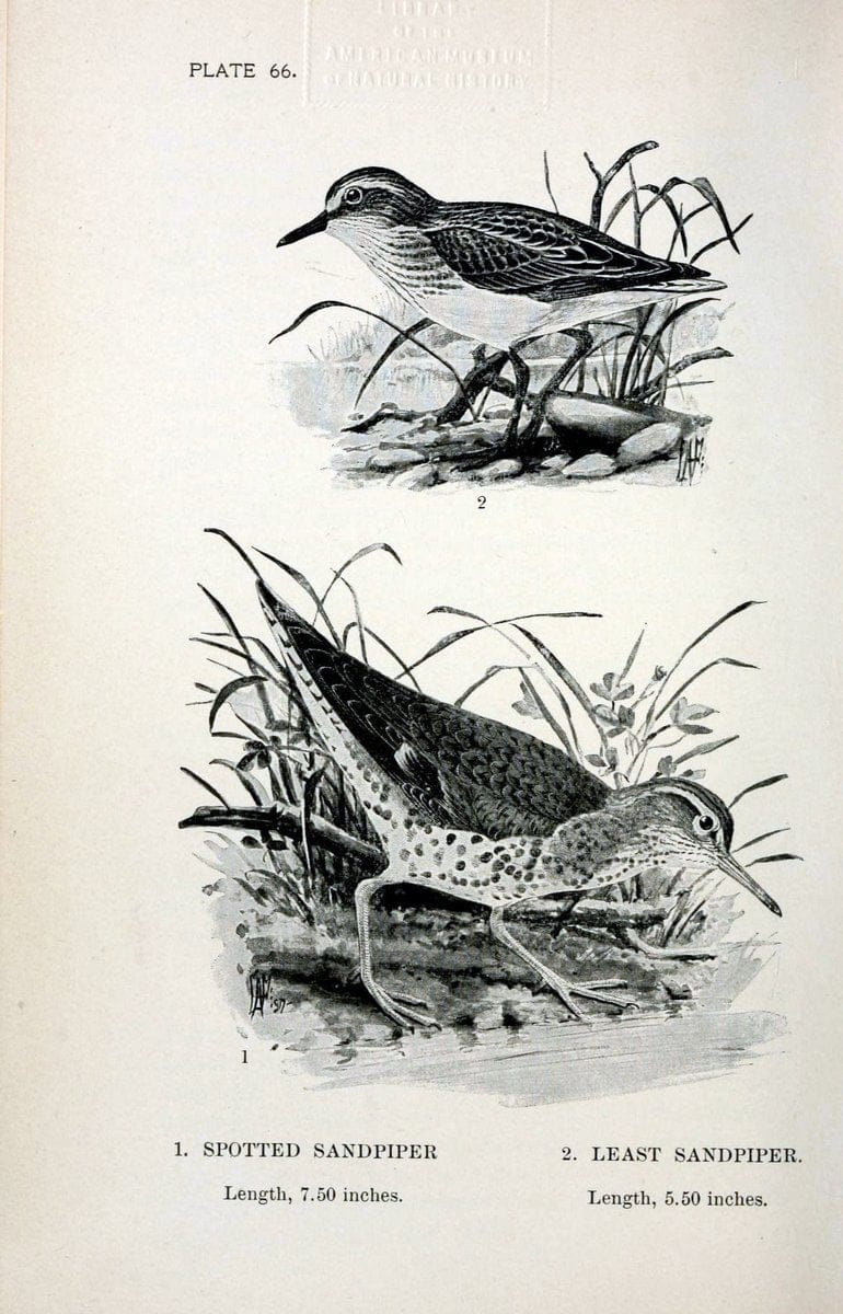 Birdcraft :.New York :Macmillan Co.,c1897.  | 59.82.08 Birds "United States"  | Vintage Print Reproduction 462223