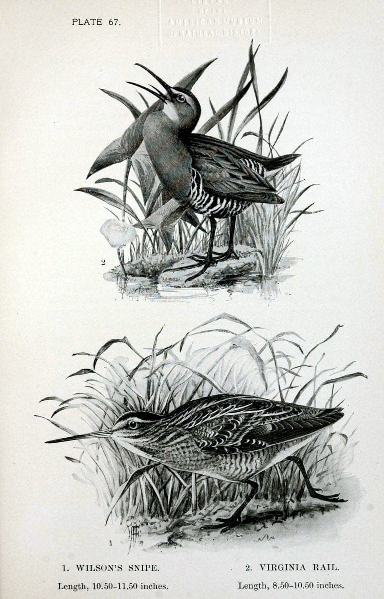 Birdcraft :.New York :Macmillan Co.,c1897.  | 59.82.08 Birds "United States"  | Vintage Print Reproduction 462224