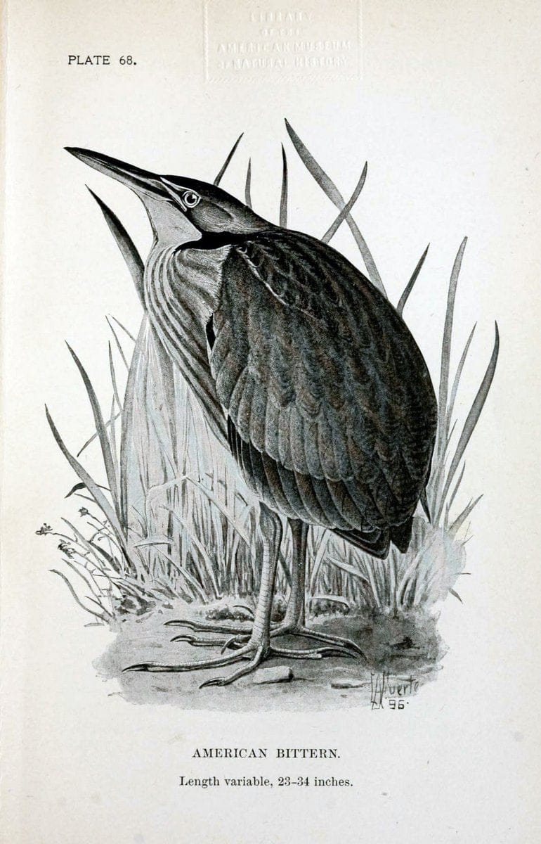 Birdcraft :.New York :Macmillan Co.,c1897.  | 59.82.08 Birds "United States"  | Vintage Print Reproduction 462225