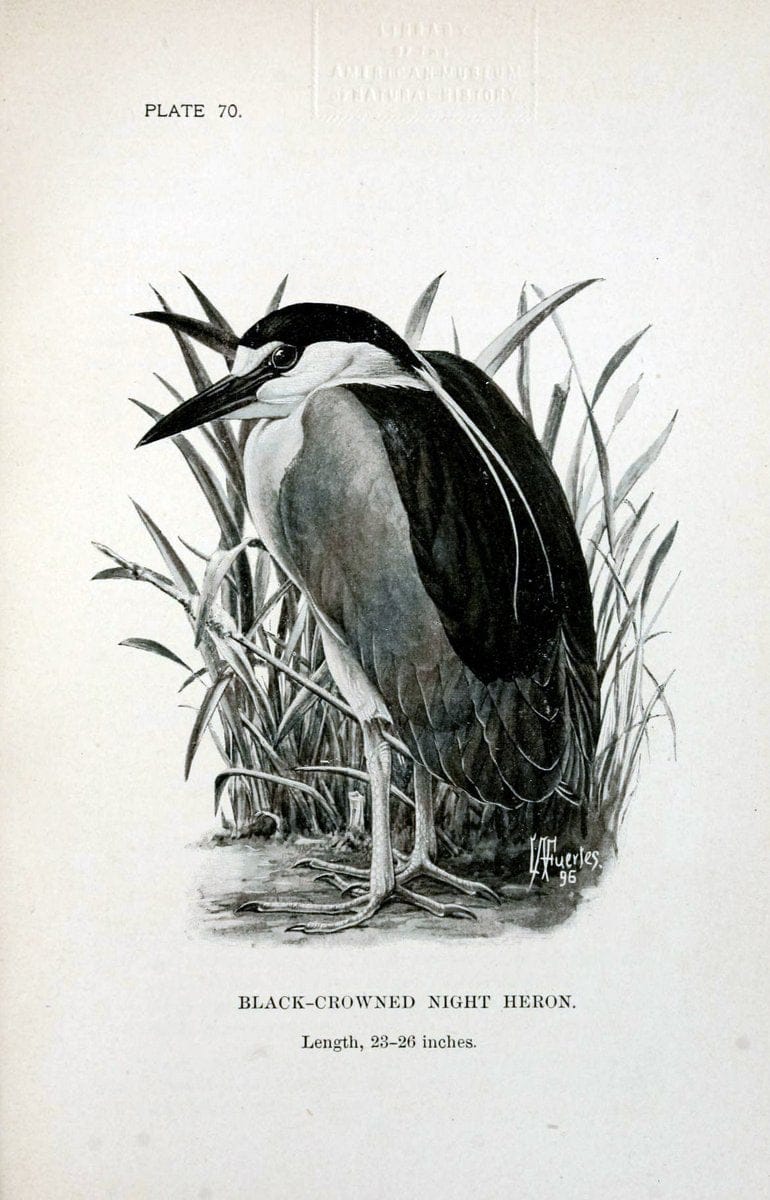 Birdcraft :.New York :Macmillan Co.,c1897.  | 59.82.08 Birds "United States"  | Vintage Print Reproduction 462226