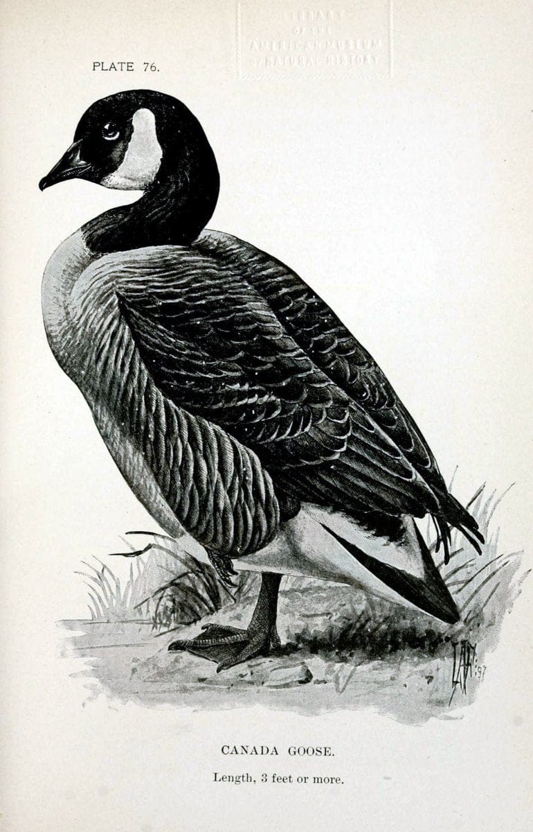 Birdcraft :.New York :Macmillan Co.,c1897.  | 59.82.08 Birds "United States"  | Vintage Print Reproduction 462227