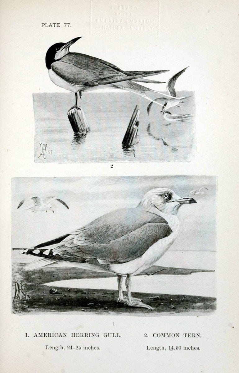 Birdcraft :.New York :Macmillan Co.,c1897.  | 59.82.08 Birds "United States"  | Vintage Print Reproduction 462228