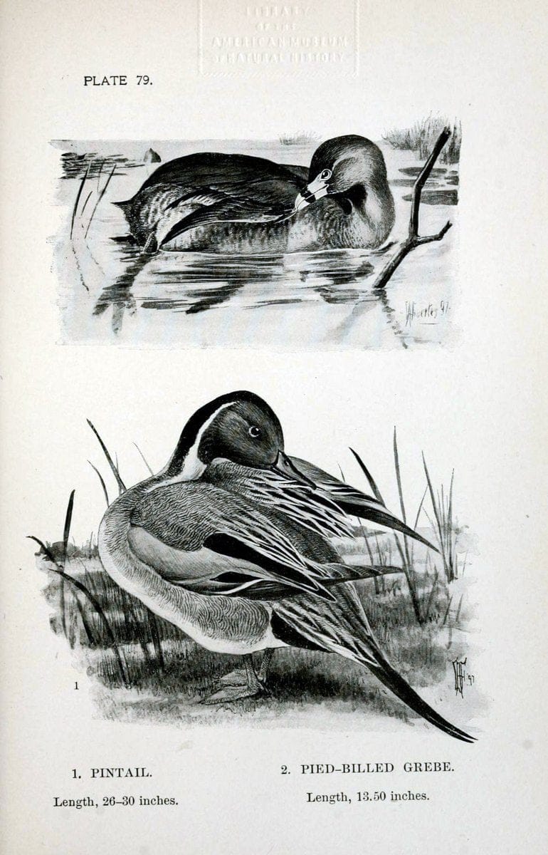 Birdcraft :.New York :Macmillan Co.,c1897.  | 59.82.08 Birds "United States"  | Vintage Print Reproduction 462229