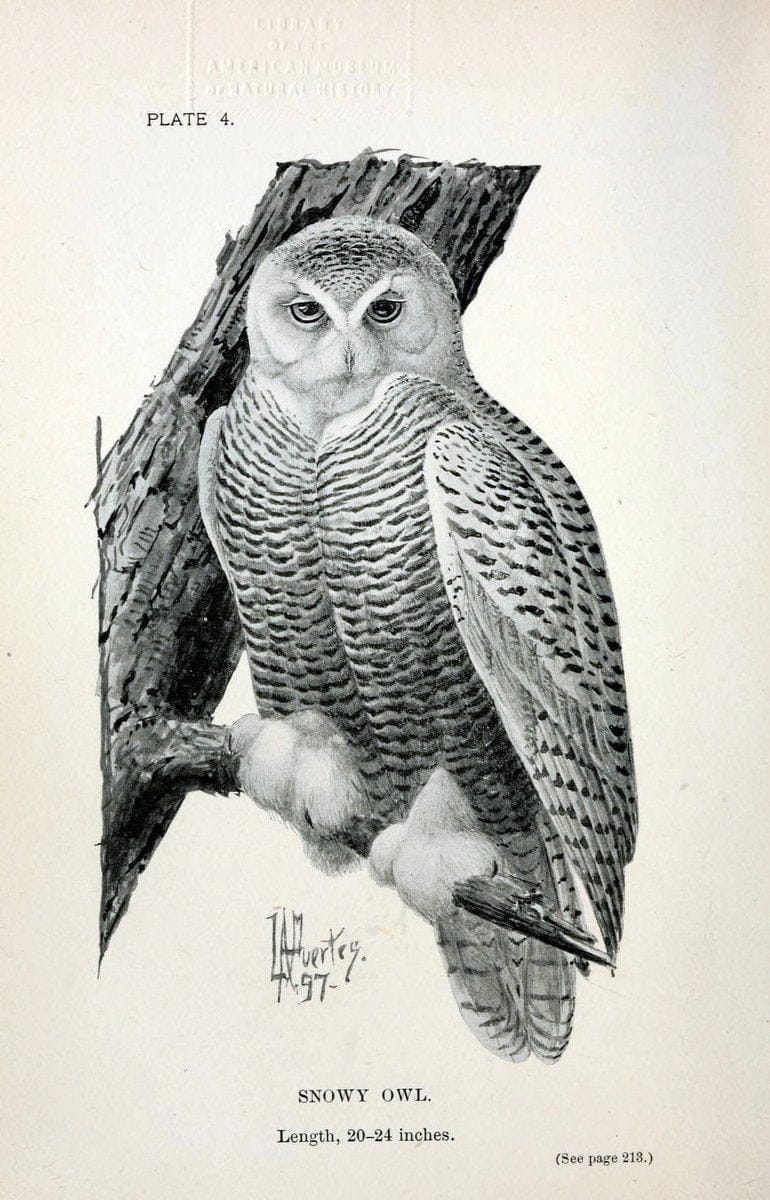 Birdcraft :.New York :Macmillan Co.,c1897.  | 59.82.08 Birds "United States"  | Vintage Print Reproduction 462230