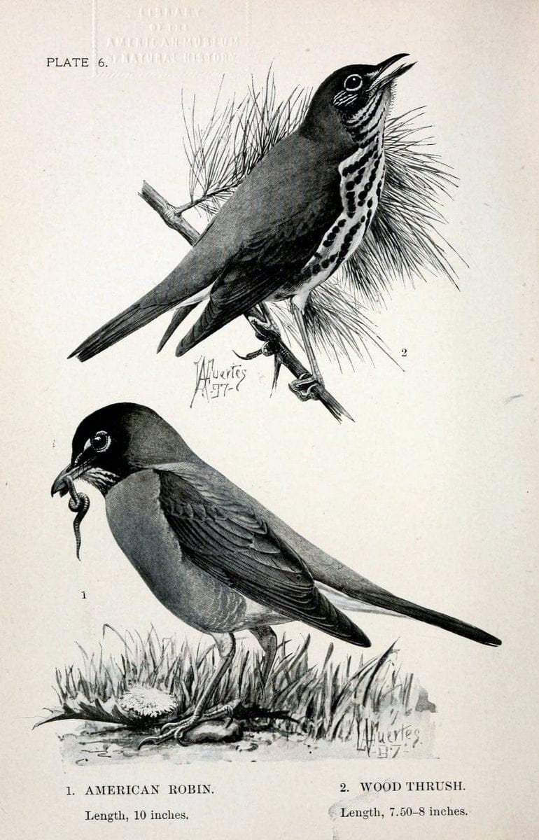 Birdcraft :.New York :Macmillan Co.,c1897.  | 59.82.08 Birds "United States"  | Vintage Print Reproduction 462231