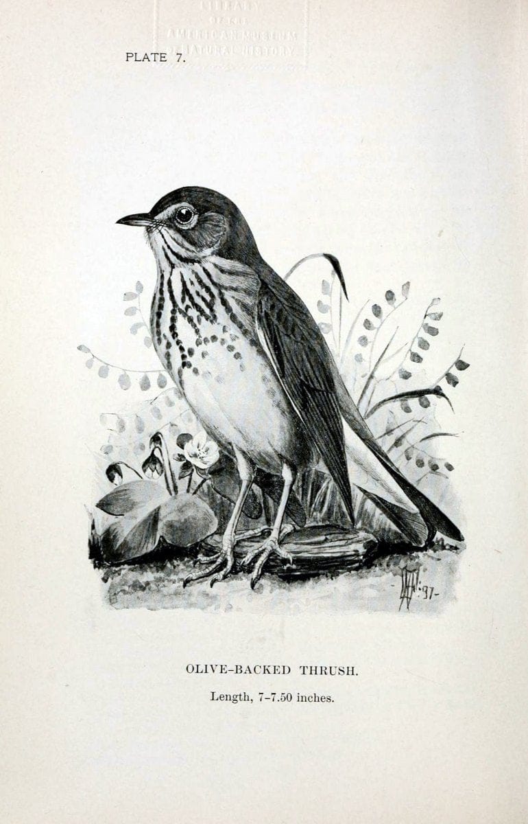 Birdcraft :.New York :Macmillan Co.,c1897.  | 59.82.08 Birds "United States"  | Vintage Print Reproduction 462232